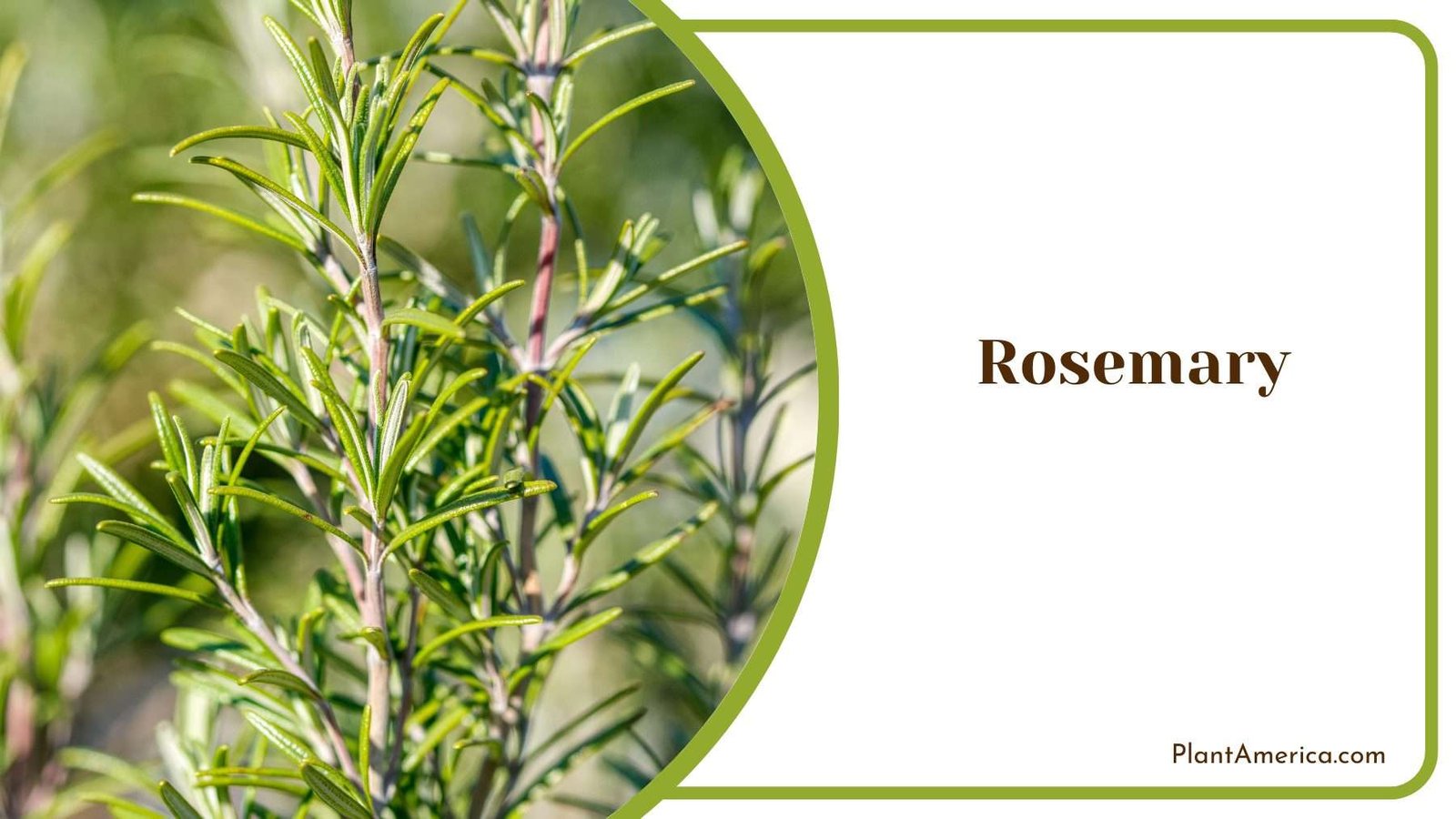 Rosemary Plants Plant America Rosemary Plants Plant America
