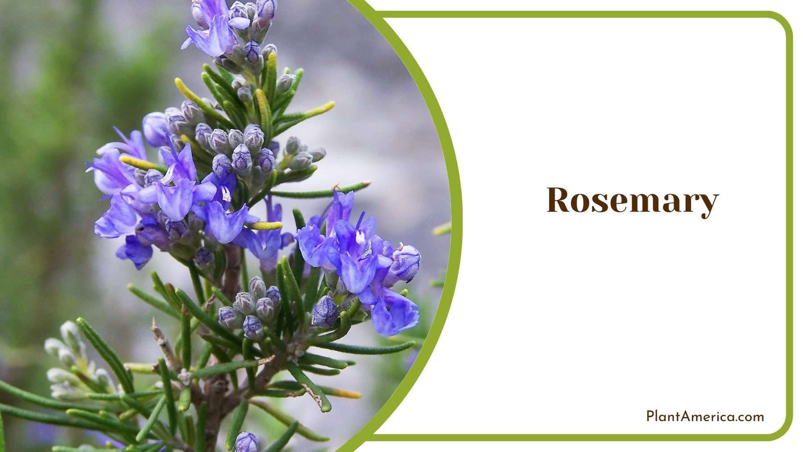 Rosemary Plants With Flower Plant America