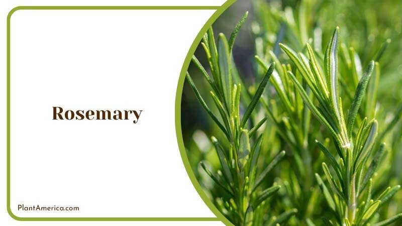 Rosemary Plants in Garden Plant America