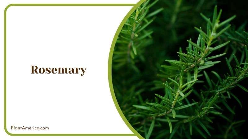 Rosemary Plants in Garden PlantAmerica