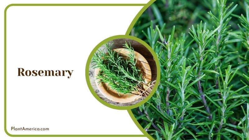 Rosemary has pleasant aroma PlantAmerica