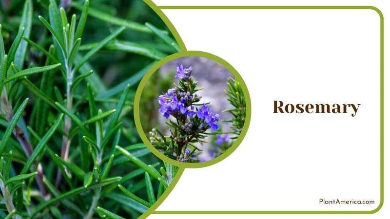 Rosemary in Herb Garden PlantAmerica