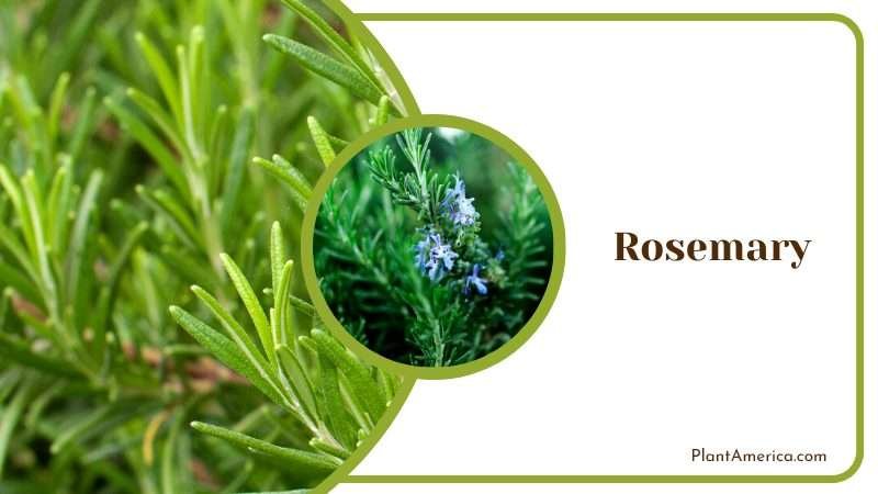 RosemaryPlants in Garden Plant America RosemaryPlants in Garden Plant America