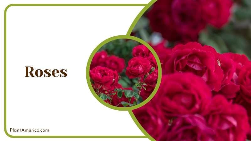 Roses scent is used in perfumes Plant America Roses scent is used in perfumes Plant America