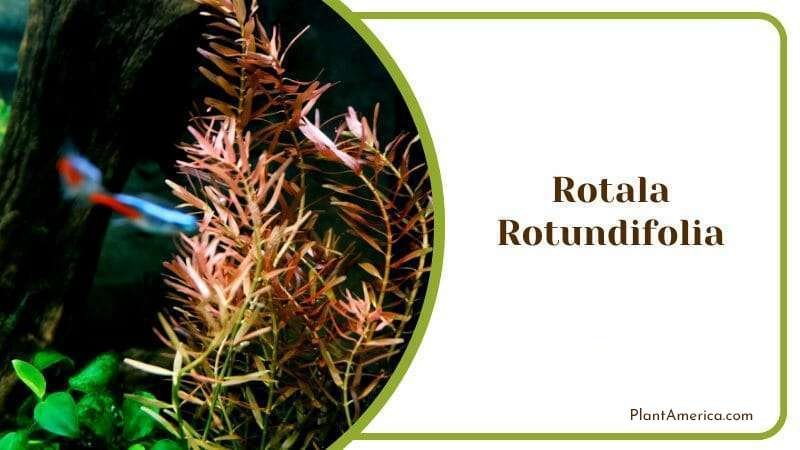 Rotala Rotundifolia Aquarium Plants With Aerial Roots Plant America Rotala Rotundifolia Aquarium Plants With Aerial Roots Plant America