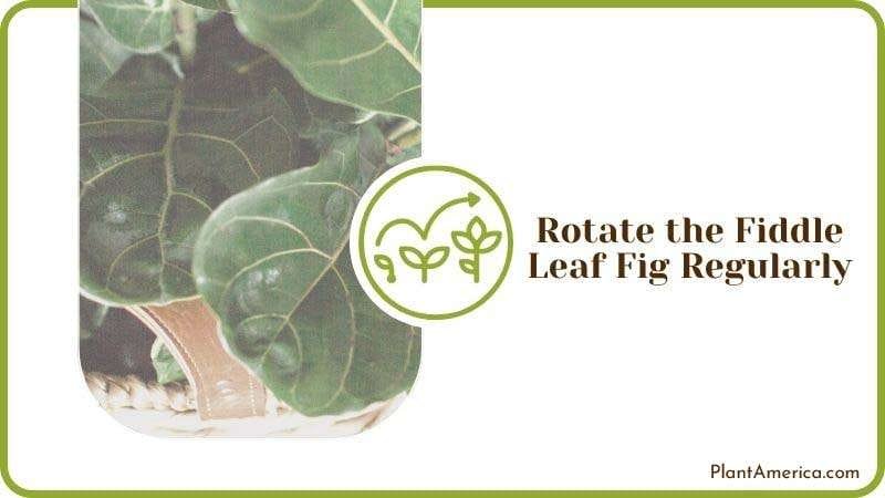 Rotating Fiddle Leaf Fig Regularly Plant America