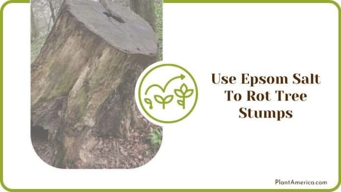 How To Rot A Tree Stump Fast: Quick Tips, Tricks, And Techniques ...