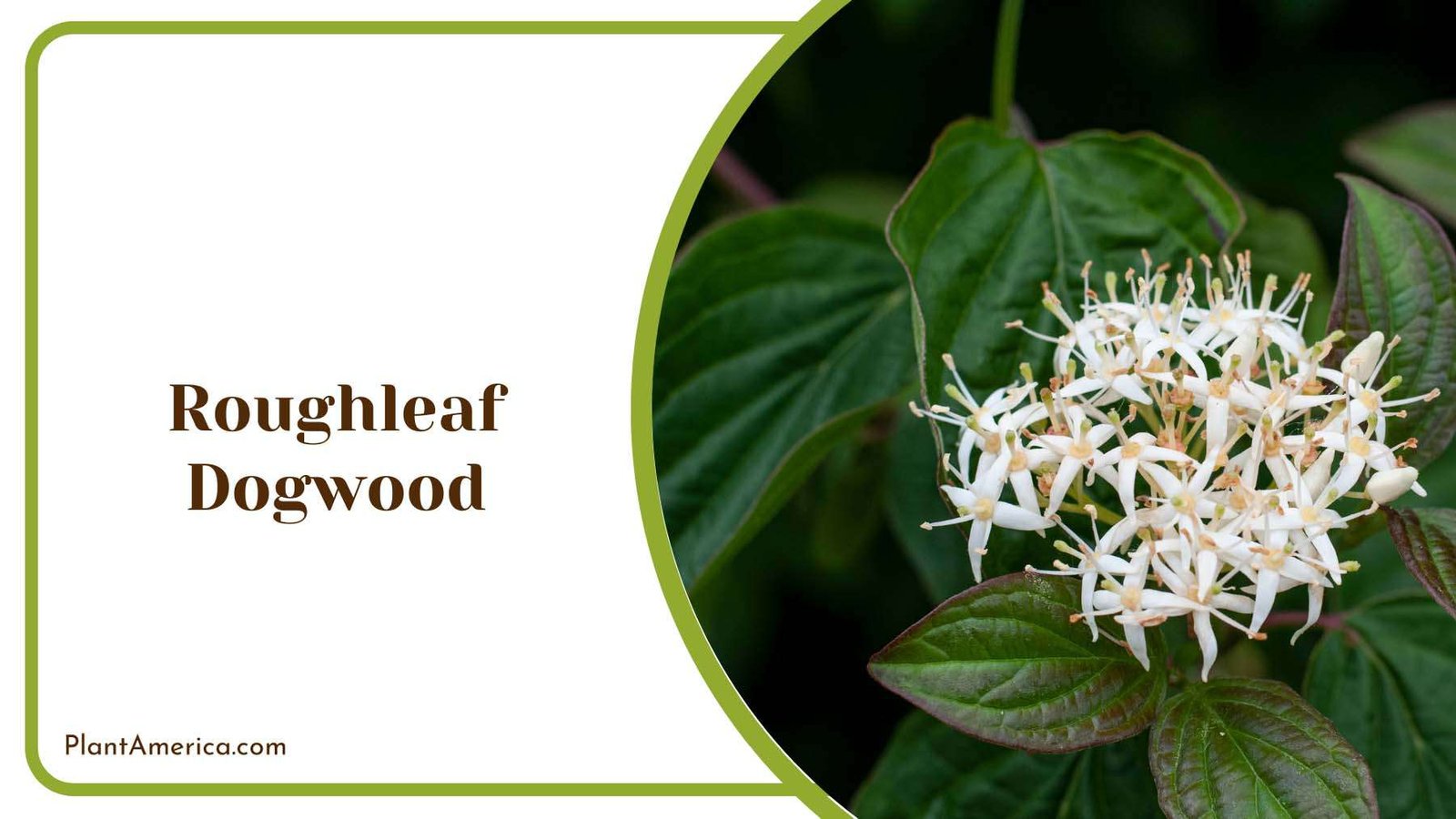 Roughleaf Dogwood Graceful Garden Plant America