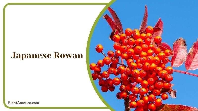 Round Crowned Japanese Rowan Plant America