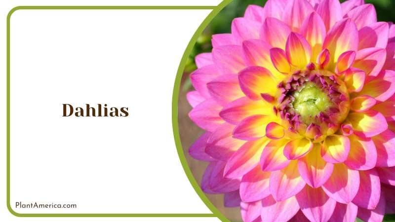 Round Pink Yellow Dahlia Flower Plant America