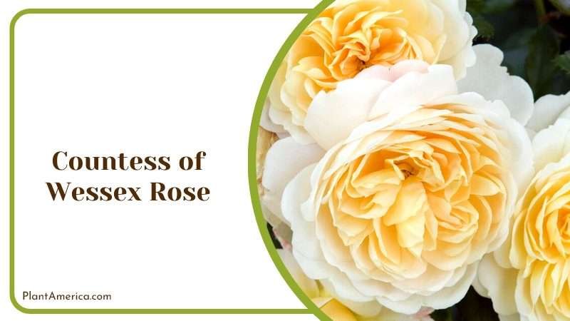 Royal Beauty in Bloom Rose Plant America Plant America