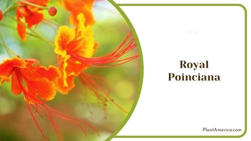 Royal Poinciana Plant America