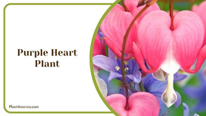 Royal Velvet Purple Heart Plant Plant America