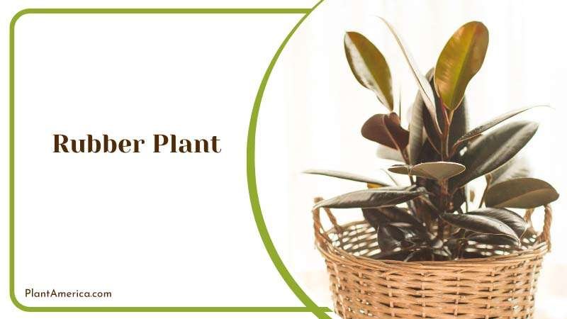 Rubber Plant Plant America Rubber Plant Plant America