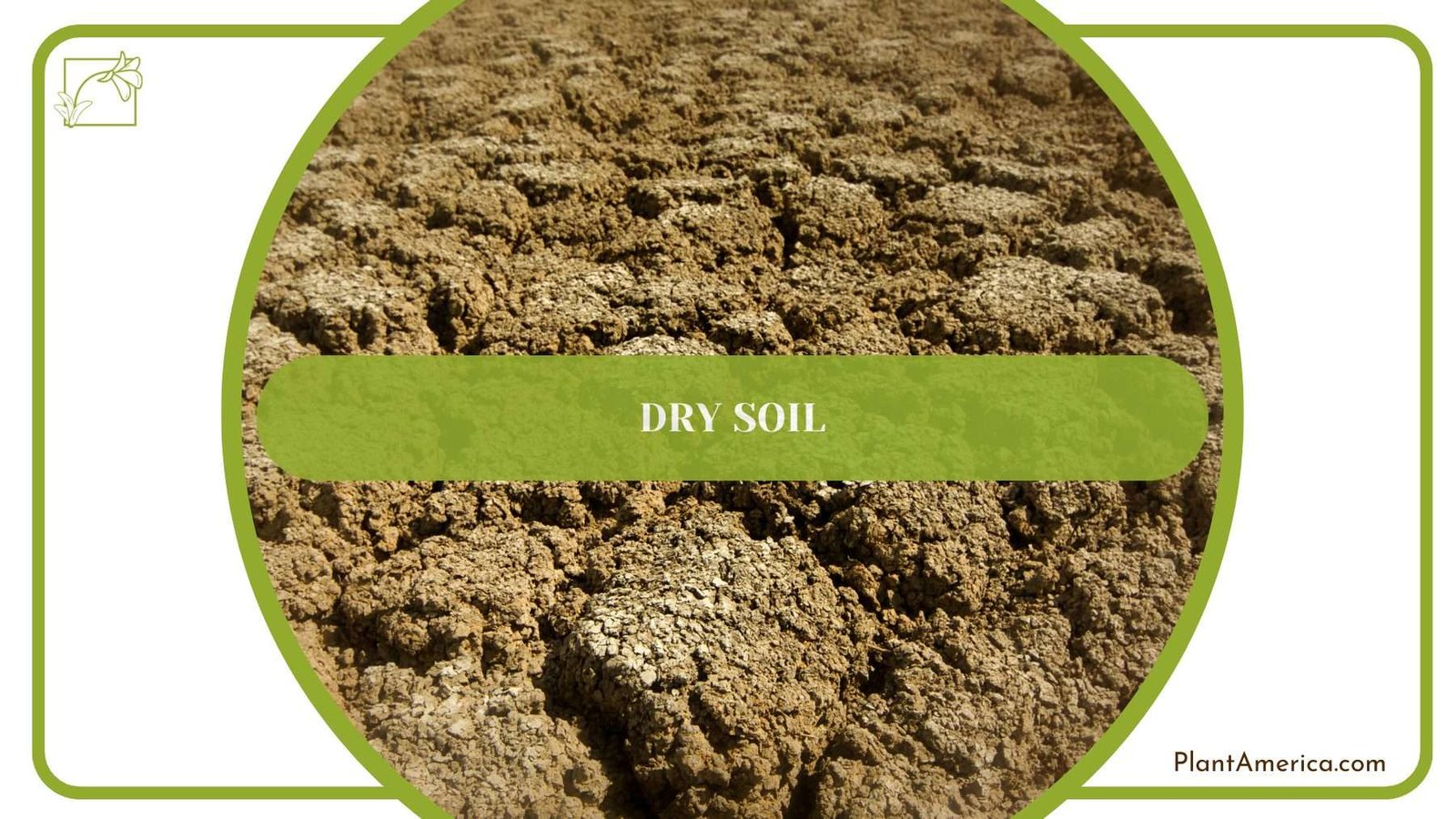 Rubber Plant in Dry Soil PlantAmerica Rubber Plant in Dry Soil PlantAmerica