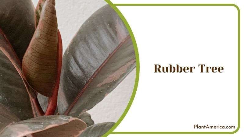 Rubber Tree Growth Requirements Plant America Rubber Tree Growth Requirements Plant America