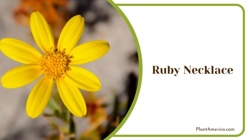 Ruby Necklace Yellow Flower Plant America