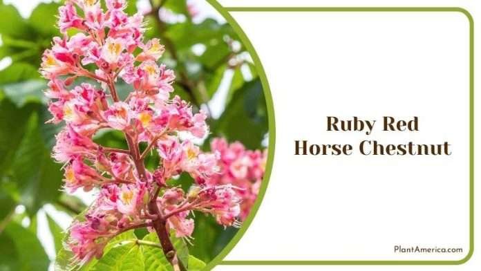 7 Ornamental Trees For Zone 4 Anyone Can Start Growing - Plant America