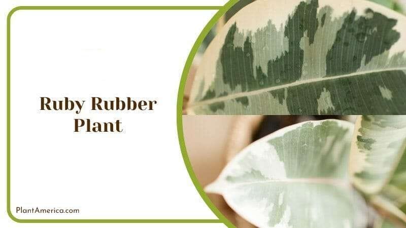 Ruby Rubber Plant with Glossy Leaves PlantAmerica