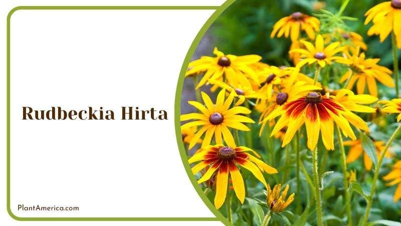 Rudbeckia Hirta Blooming Plant America