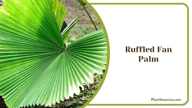 Ruffled Fan Palm Plant America