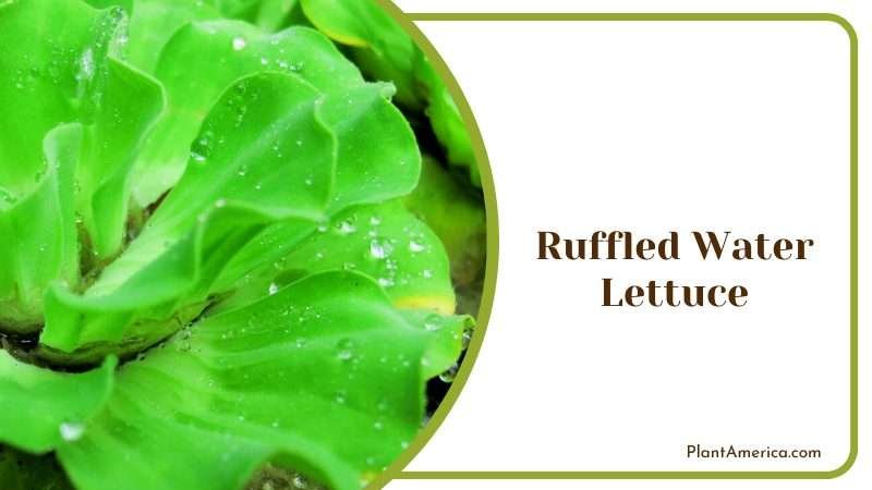 Ruffled Water Lettuce Floating on the Water Plant America