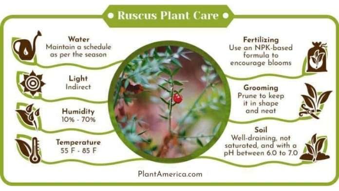 Ruscus Plant: Care Guide for the Robust Foliage Easily in Your Home ...