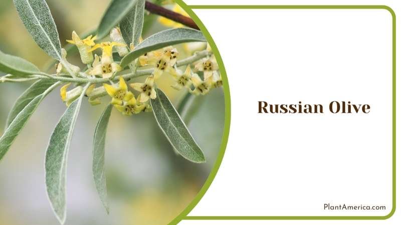 Russian Olive Deciduous Tree Plant America