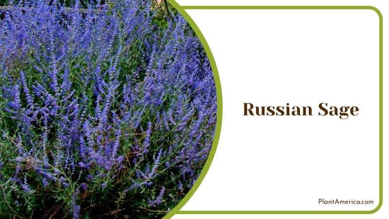 Russian Sage Fills Borders Beautifully Plant America Russian Sage Fills Borders Beautifully Plant America