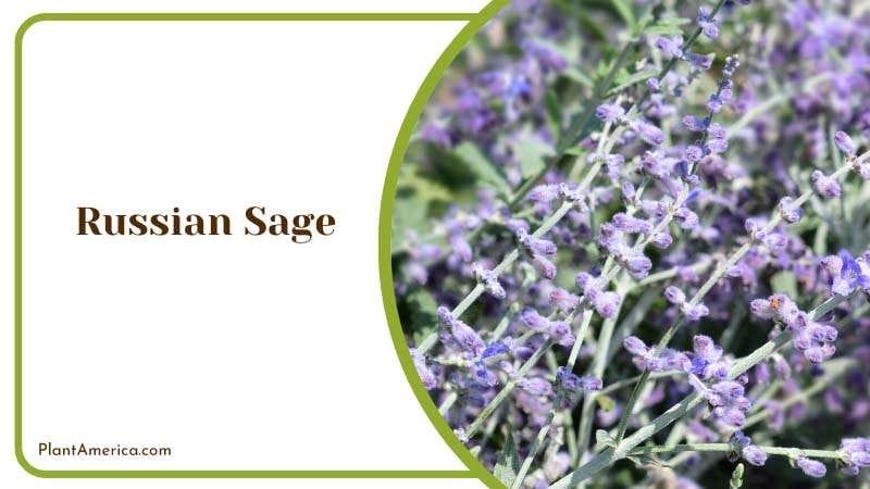 Russian Sage Perennial Plant America