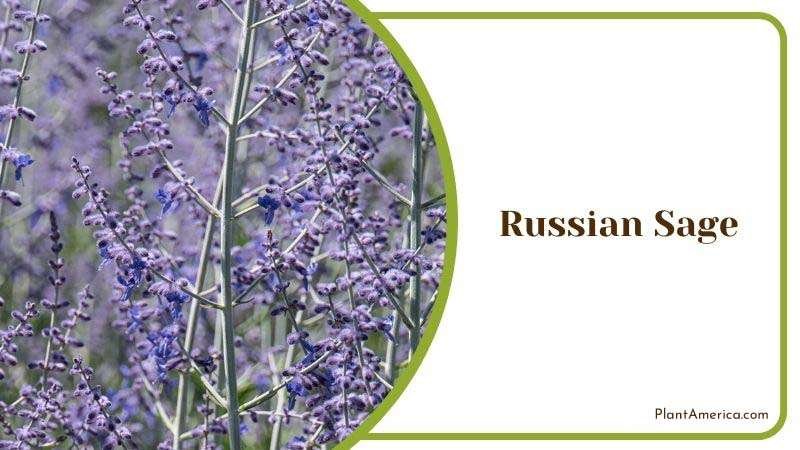 Russian Sage Plant America Russian Sage Plant America
