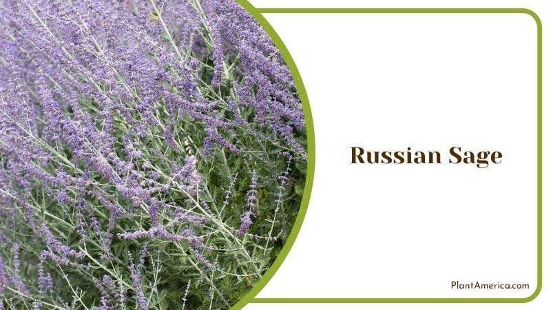 Russian Sage PlantAmerica