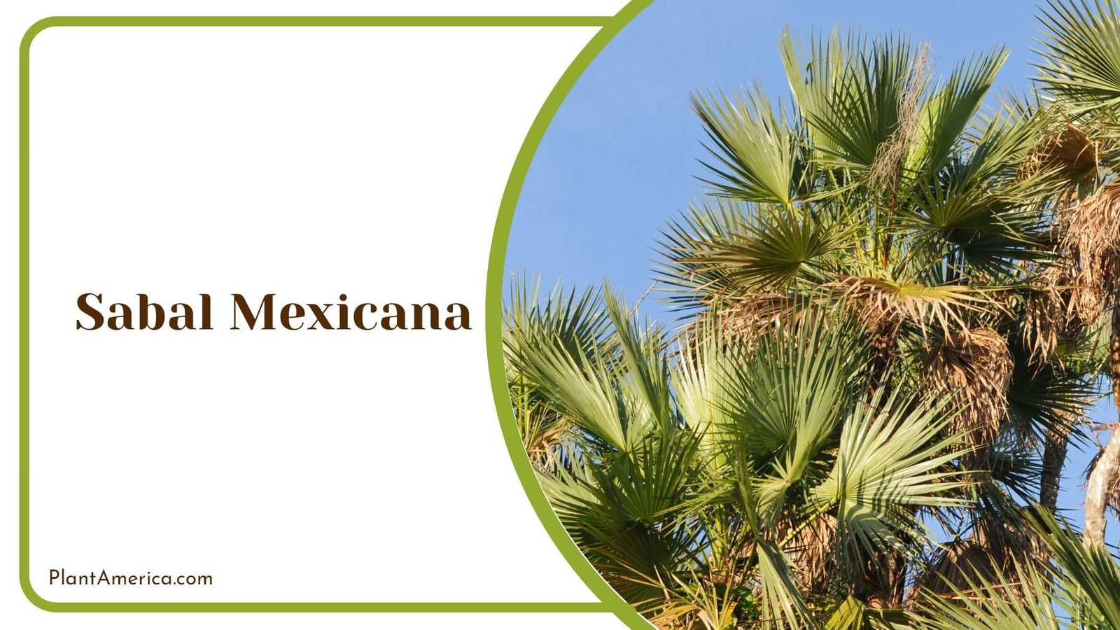 Sabal Mexicana Texas Palm PlantAmerica