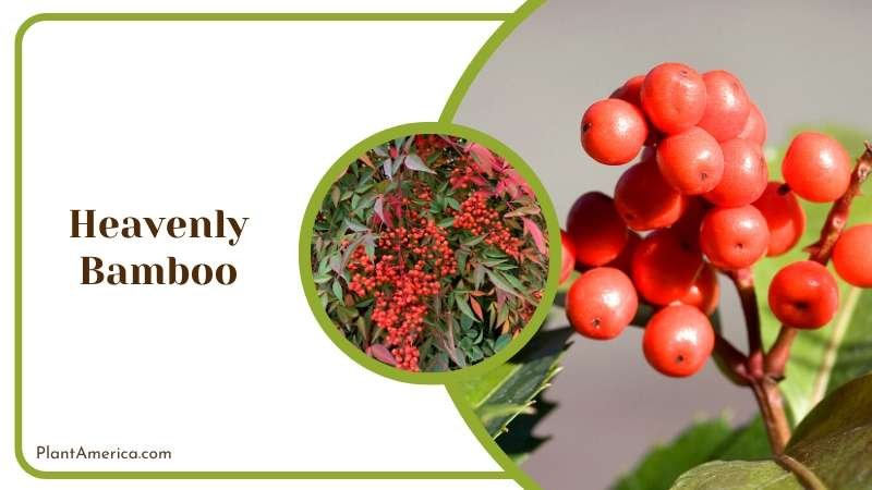 Sacred Bamboo Bush Plant America