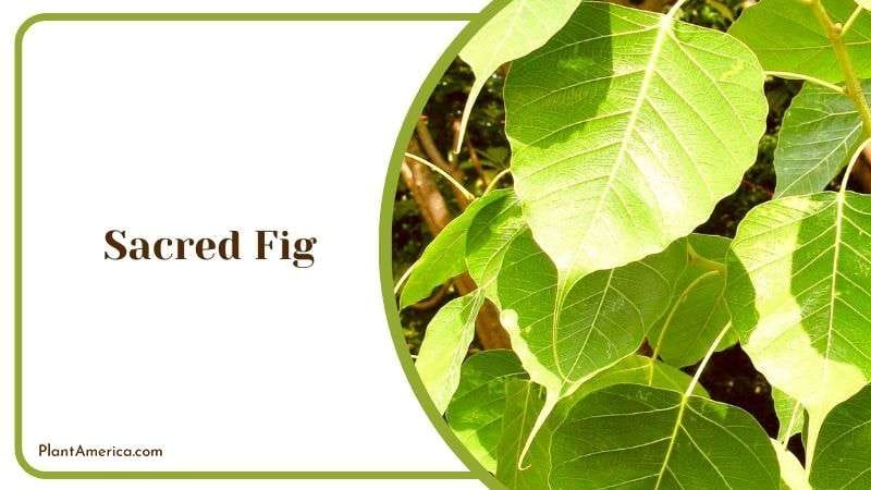 Sacred Fig Tree Care Guide Plant America Sacred Fig Tree Care Guide Plant America