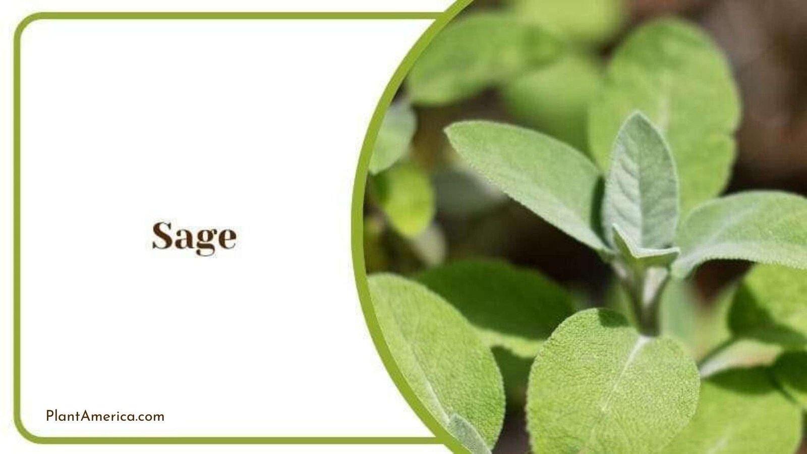 Sage Green Plant Plant America