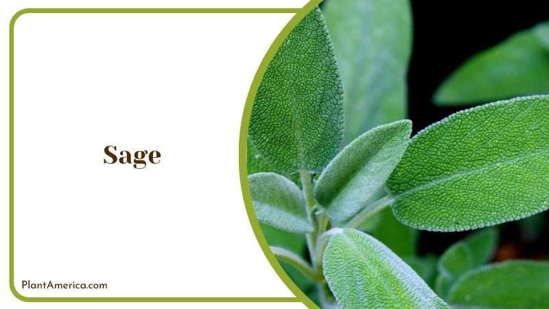 Sage Growing in the Garden Plant America