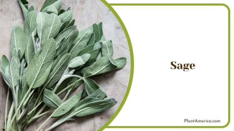 Sage Officinalis PlantAmerica