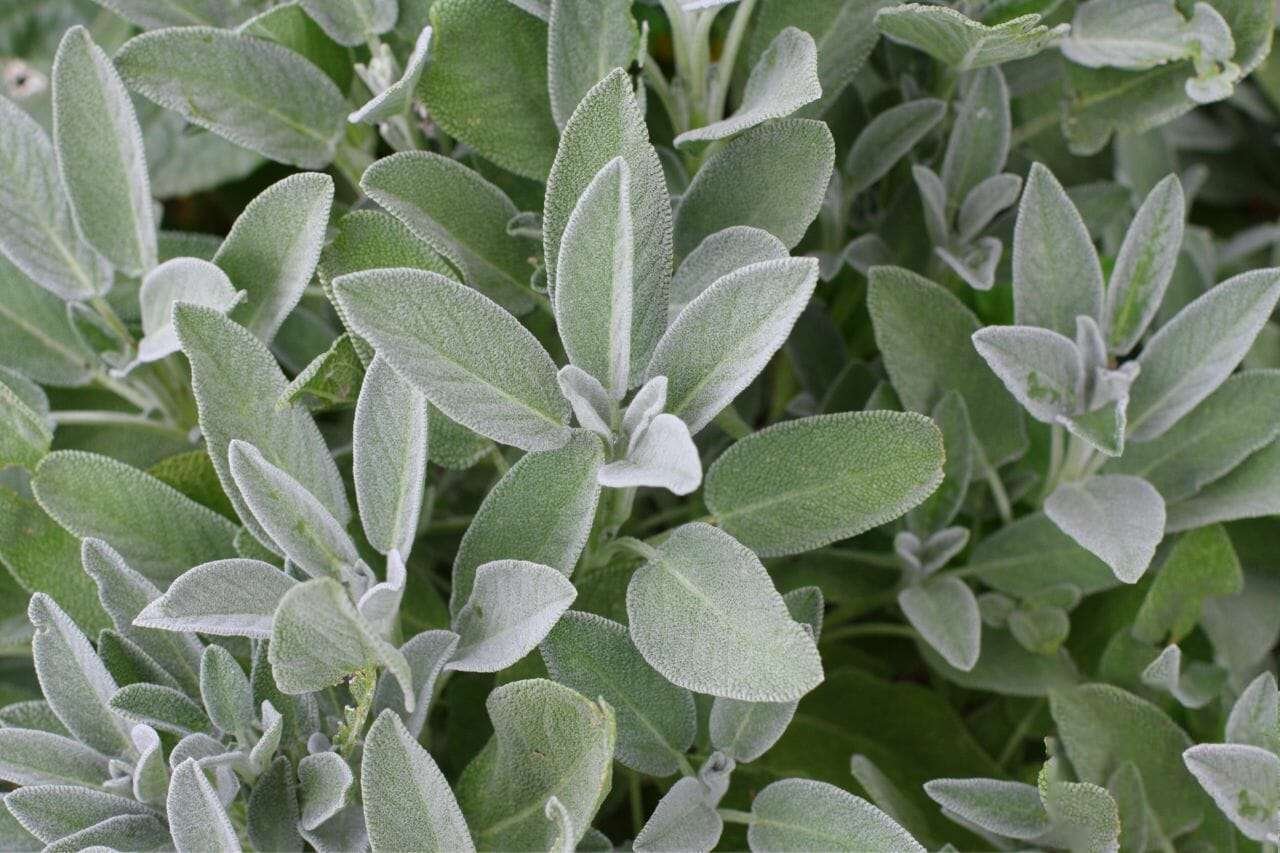 Sage Plant America
