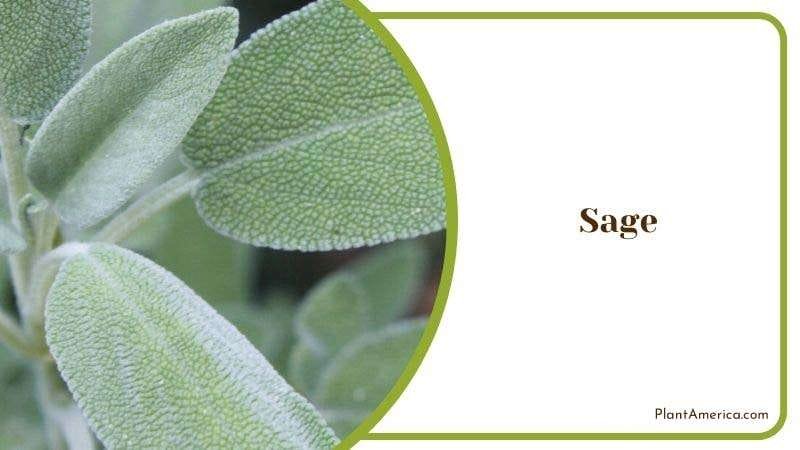 Sage PlantAmerica 1