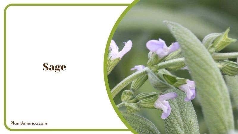 Sage PlantAmerica Sage PlantAmerica