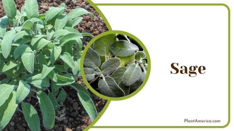 Sage native to Mediterranean area Plant America Sage native to Mediterranean area Plant America
