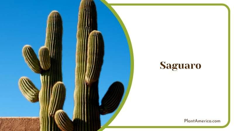 Saguaro Cactus and Clear Blue Sky Plant America