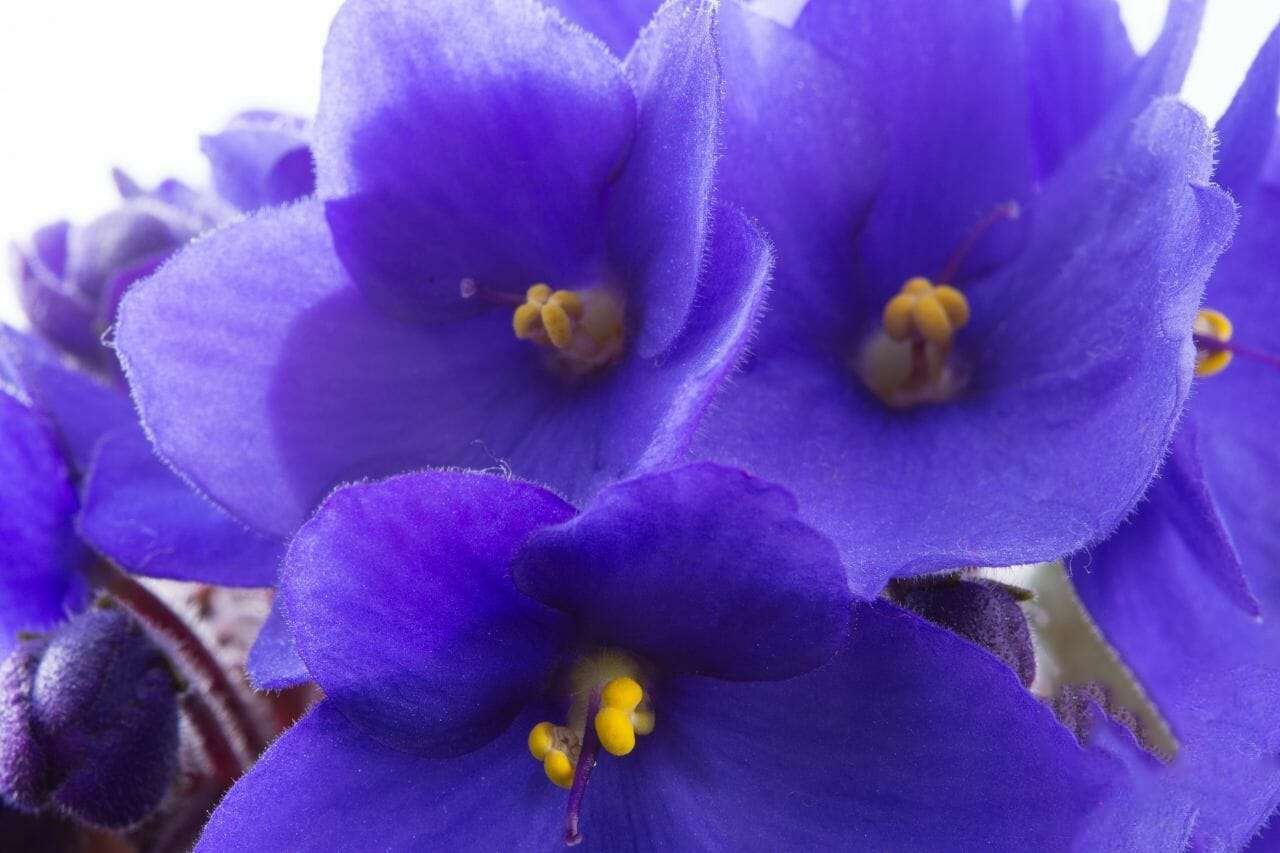 Saintpaulia Ionantha Modesty Plant America