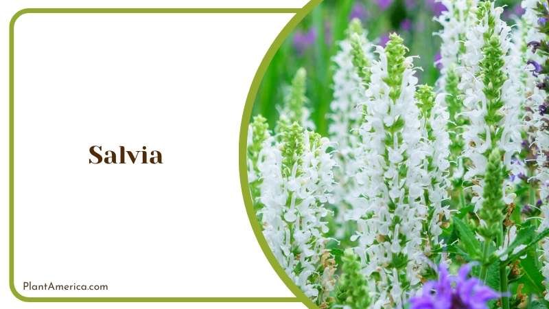 Salvia Blossoms in Garden Plant America