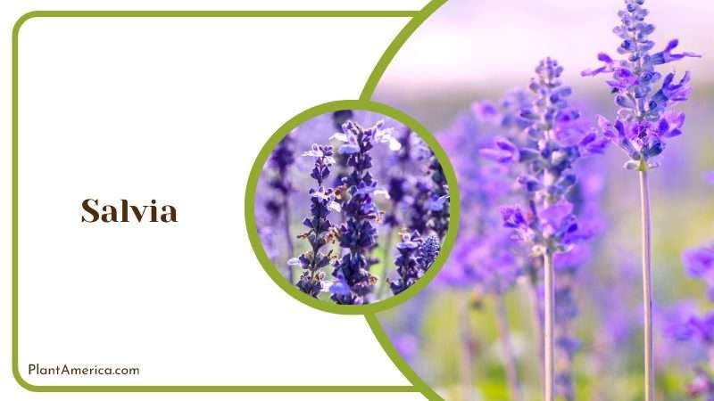 Salvia Blossoms in Garden PlantAmerica