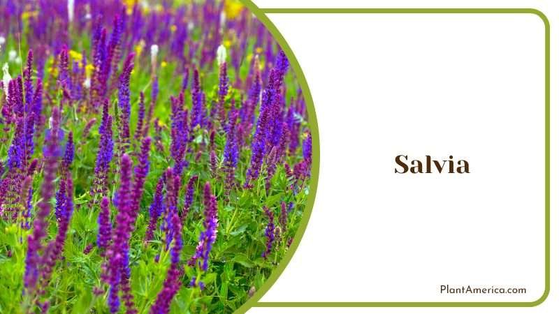 Salvia Characteristics PlantAmerica