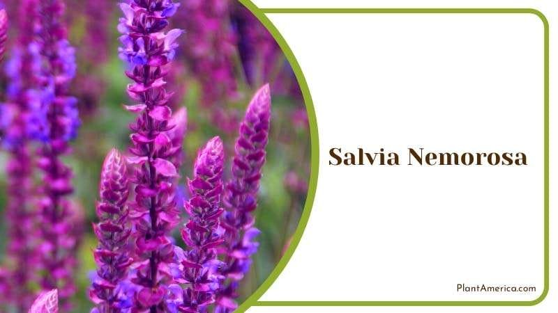 Salvia Nemorosa in Herb Garden Plant America Salvia Nemorosa in Herb Garden Plant America