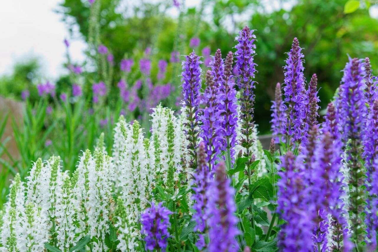 Salvia Plant America