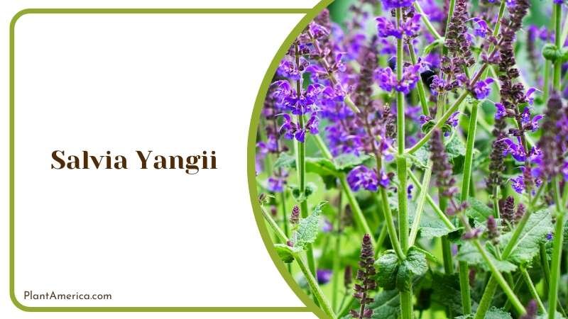 Salvia Yangii Flowers Plant America